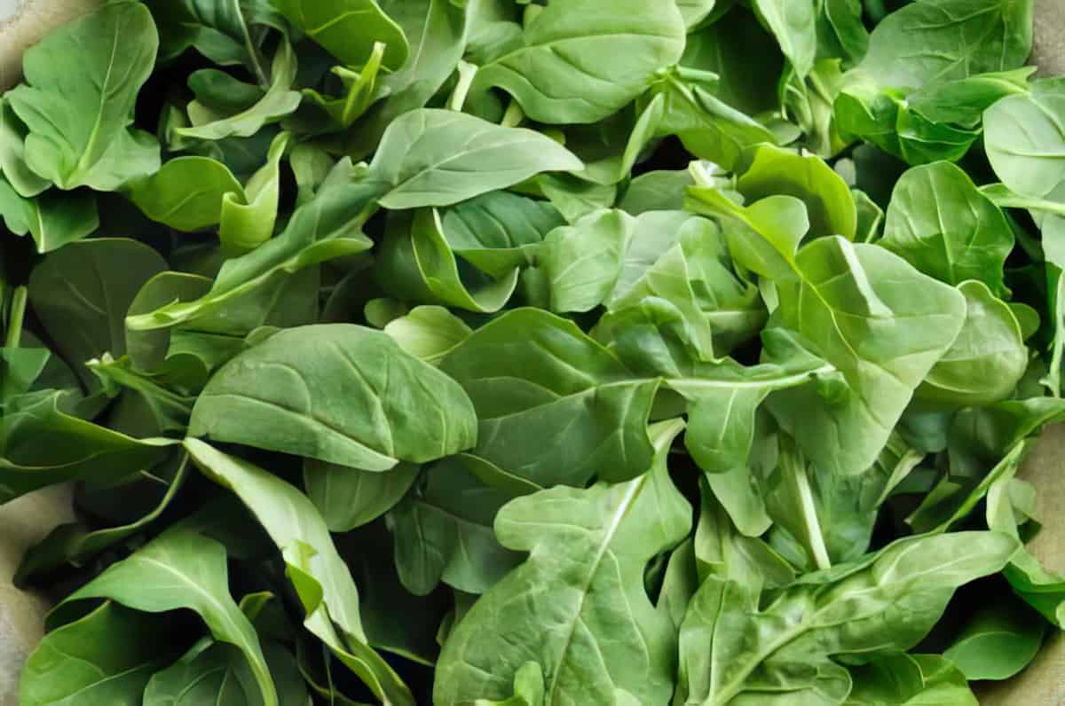Arugula Recipes
