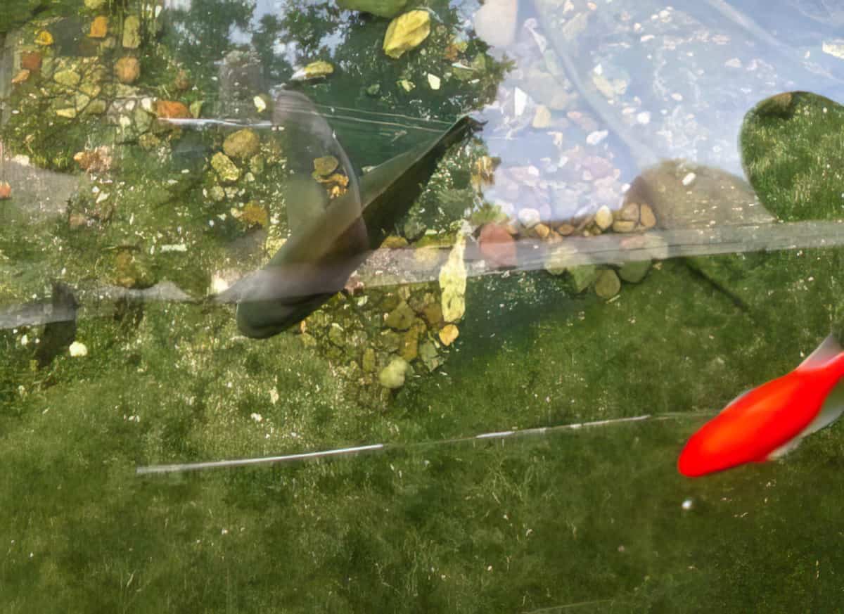 bluegill spawning nest