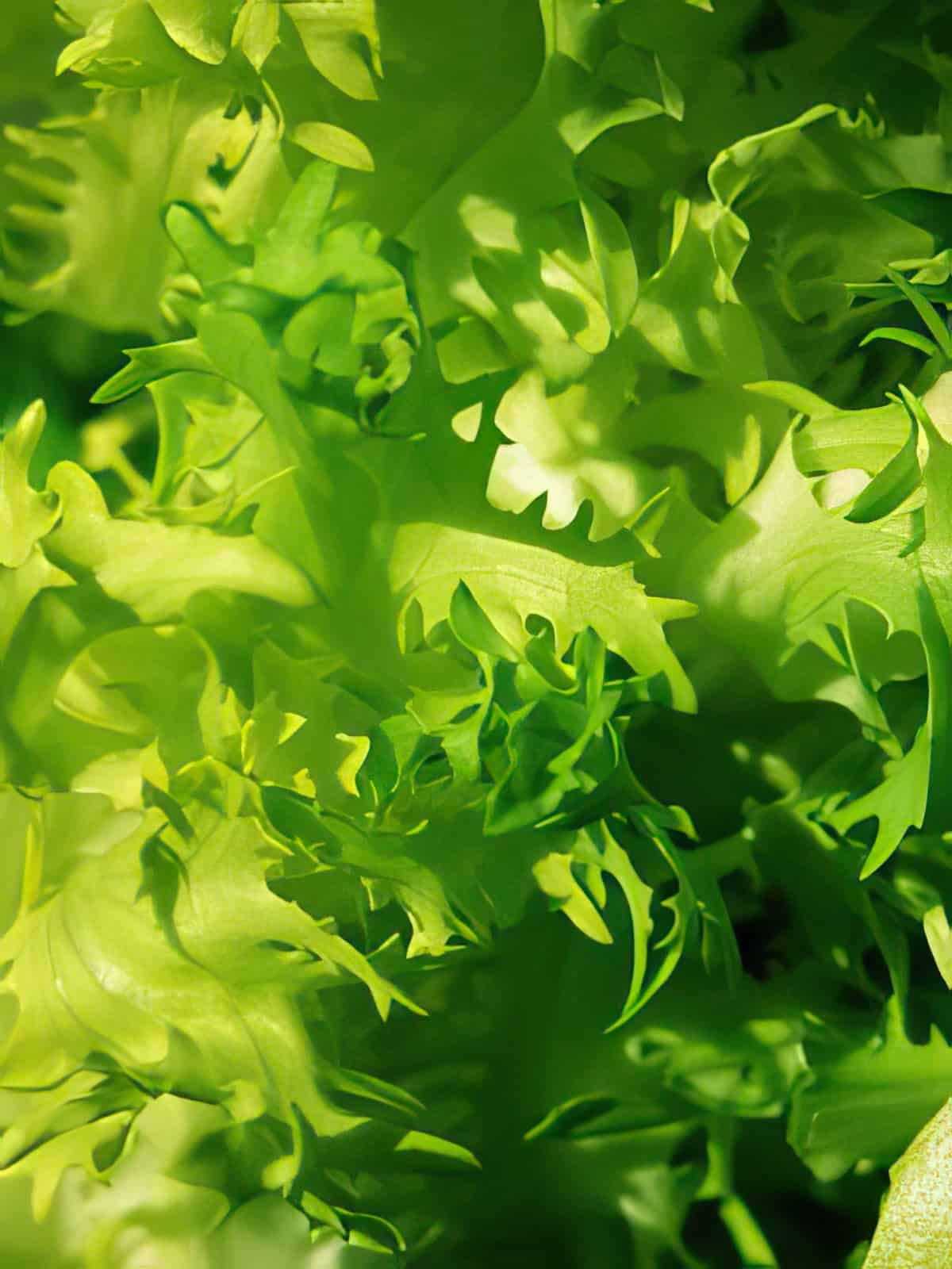 Endive Recipes
