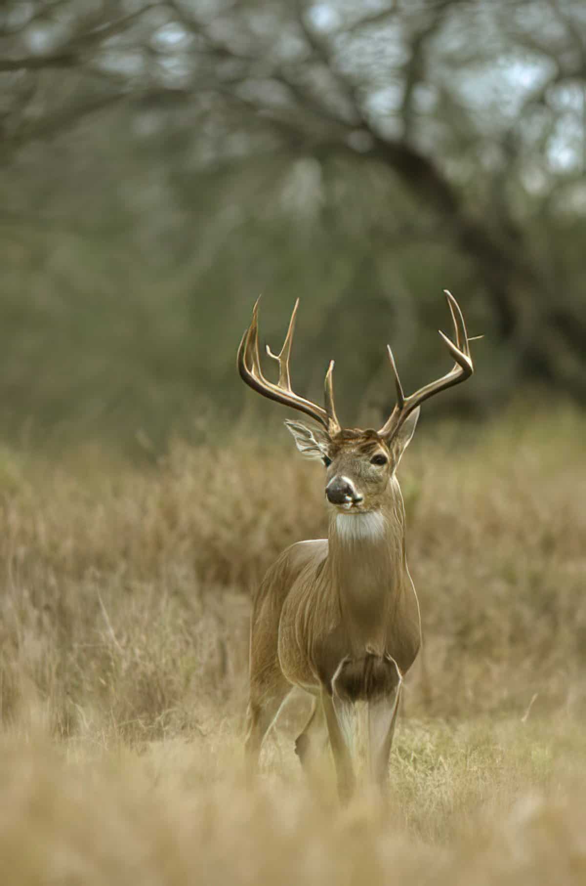 how whitetail deer communicate
