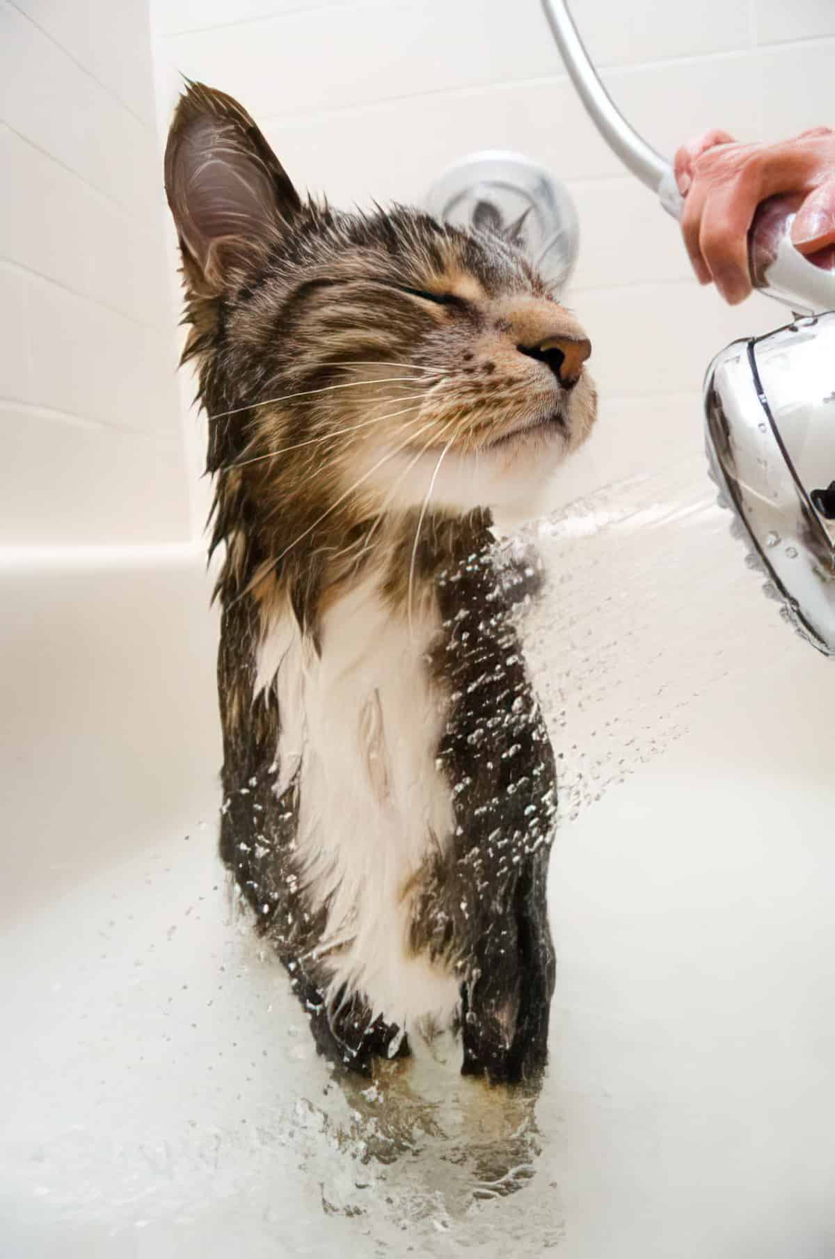Homemade Cat Flea Shampoo Homemade Flea Shampoo