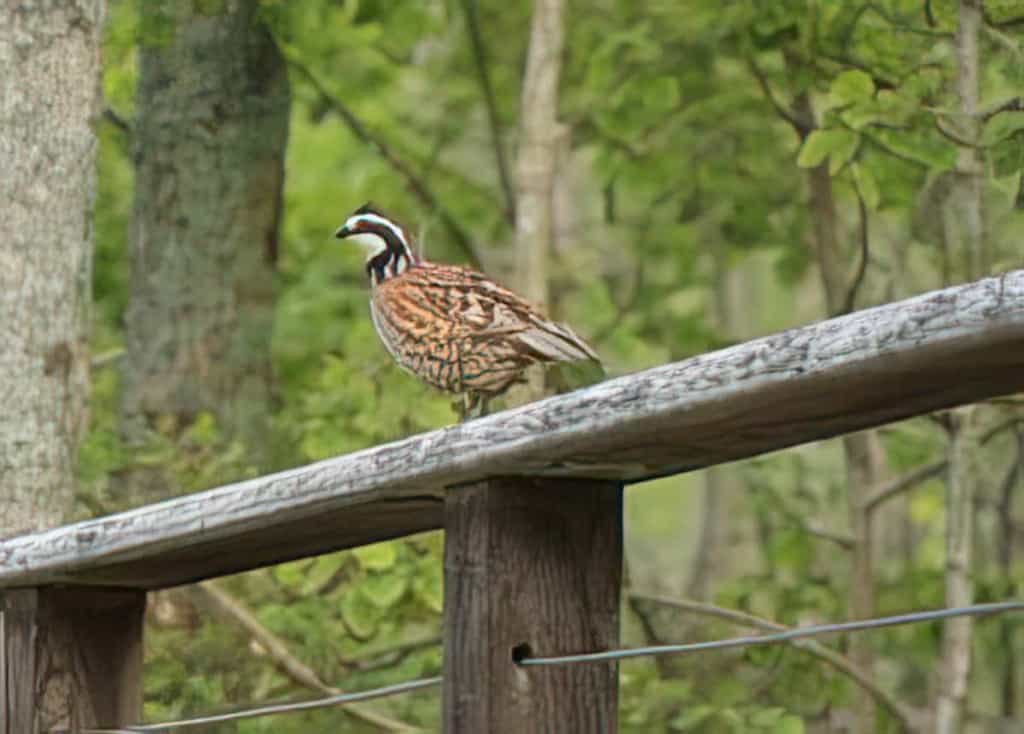 Best Wild Game Recipes