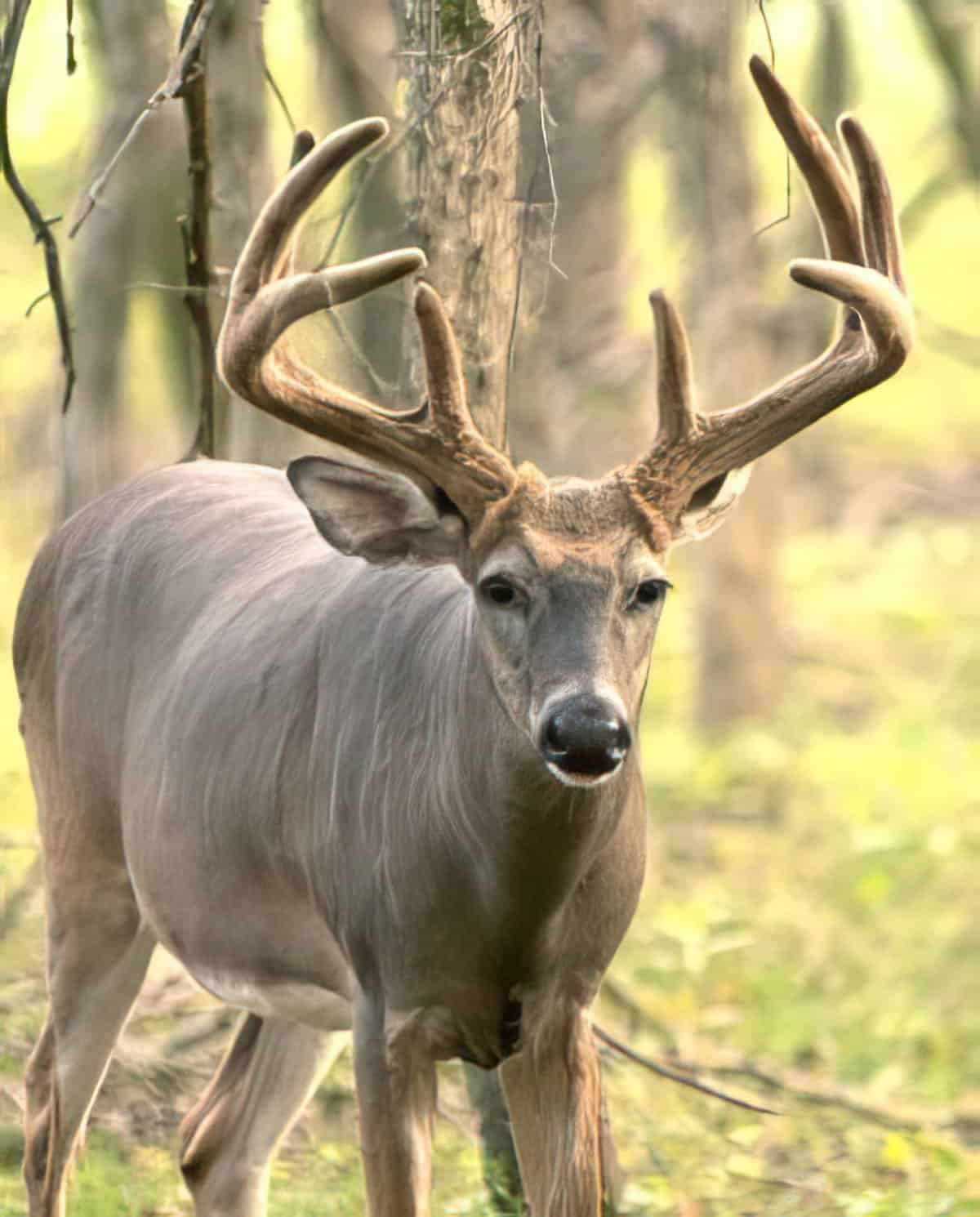 Whitetail Buck in Woods