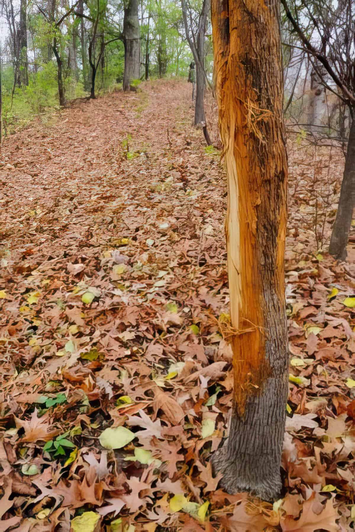 Whitetail Buck Rub