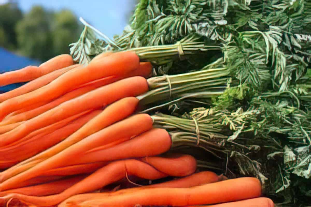 Carrot Marmalade Recipe #misshomemade