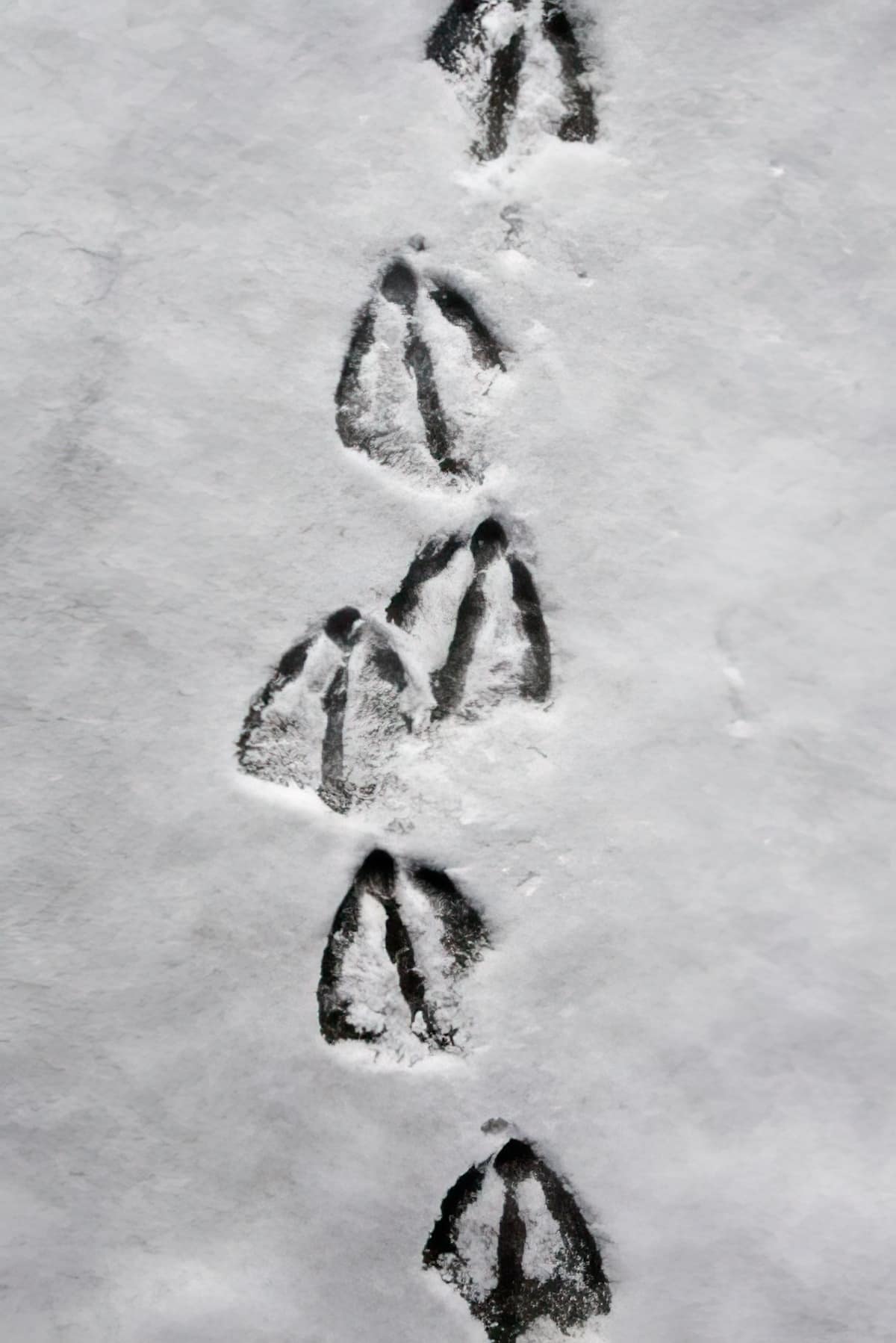 Goose Tracks Goose Tracks