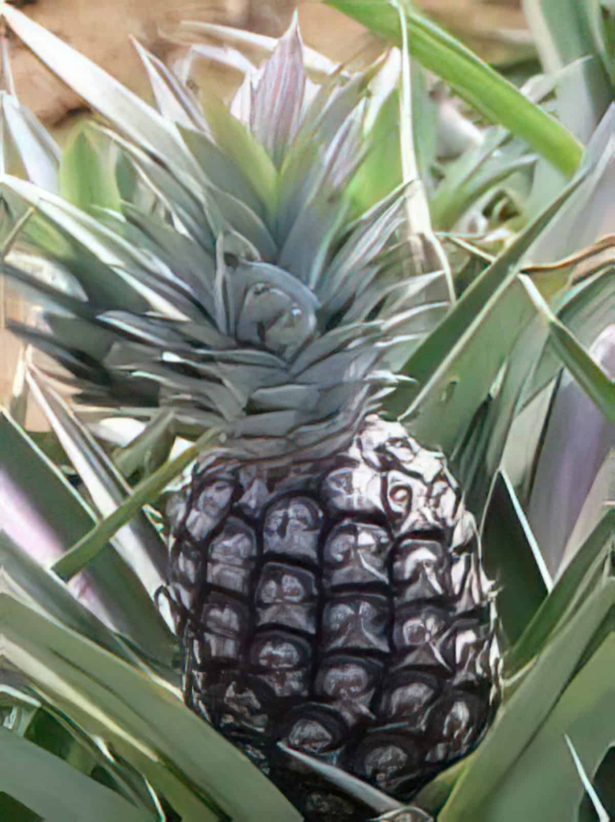 Pineapple Apricot Marmalade and Pineapple Grapefruit Marmalade Recipes #misshomemade