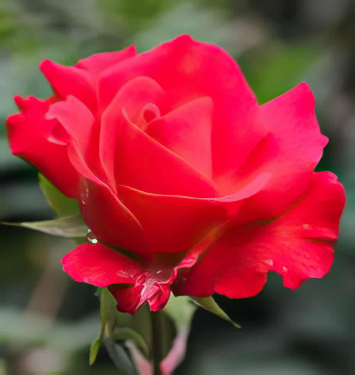 Valentines Day Food Recipes