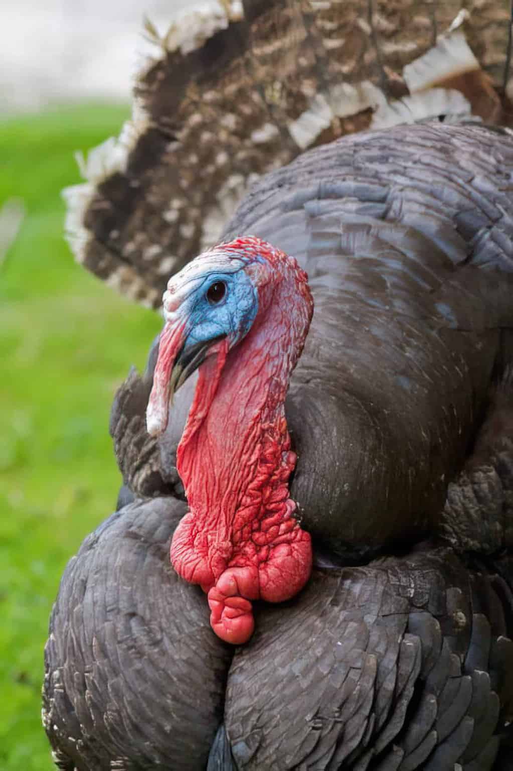 Wild Turkey Behavior | MissHomemade.com